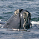 Illustration for article titled Things Continue to Look Really Dark for North Atlantic Right Whales